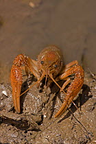 Red Swamp Crawfish / Crayfish (Procambarus clarkii) at water edge. Louisiana, USA, April. Important commercial food item.