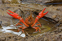 Red Swamp Crawfish / Crayfish (Procambarus clarkii) raising its claws in a defensive posture. Louisiana, USA, April. Important commercial food item.
