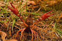 Red Swamp Crawfish / Crayfish (Procambarus clarkii) raising its claws in a defensive posture. Louisiana, USA. April. Important commercial food item.