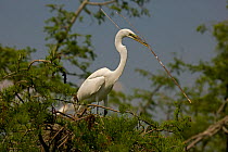 Great Egret (Ardea alba) in a tree with a large stick for nesting material. Louisiana, USA, April.