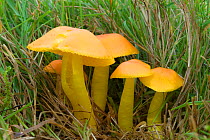 Waxcap (Hygrocybe reidii) mushrooms growing in grass. Brownsea Island, Dorset, UK, October.