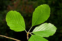 Leaves of a Bristol Whitebeam (Sorbus bristoliensis) Avon Gorge, Bristol, UK, May.