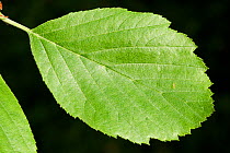 Leaf of a Bristol Whitebeam (Sorbus bristoliensis) Avon Gorge, Bristol, UK, May.