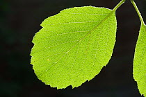 Leaf of a Bristol Whitebeam (Sorbus bristoliensis) Avon Gorge, Bristol, UK, May.