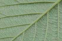 Close-up of underside of leaf of Common Whitebeam (Sorbus aria) Somerset, UK, May.