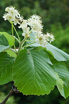 Flowers and leaves of Common Whitebeam (Sorbus aria) Somerset, UK, May.