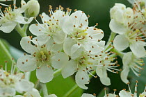 Flowers of Common whitebeam (Sorbus aria) Somerset, UK, May