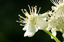 Close up of flowers of Common whitebeam (Sorbus aria) Somerset, UK, May