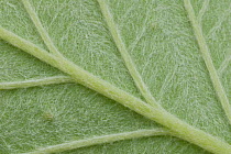 Close up of underside of leaf of English whitebeam (Sorbus anglica) Somerset, UK, May