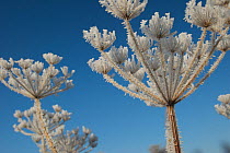 Common hogweed (Heracleum sphondylium) flower heads covered in hoar frost, Somerset Levels, UK, January