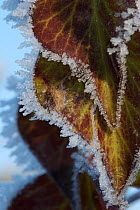 Close up of Ivy (Hedera helix) leaves edged with hoar frost, Somerset Levels, UK, December
