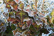 Ivy (Hedera helix) leaves edged with hoar frost, Somerset Levels, UK, December