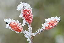 Dog rose (Rosa canina) hips covered with hoar frost, Somerset Levels, UK, December