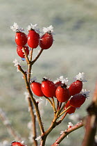 Dog rose (Rosa canina) hips covered with hoar frost, Somerset Levels, UK, December