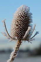 Teasel (Dipsacus fullonum) seedhead covered in thick hoar frost, Somerset Levels, UK, December