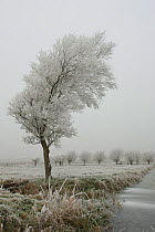 White willow tree (Salix alba) covered in hoar frost, Somerset Levels, UK, December 2010