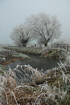 White willow trees (Salix alba) covered in hoar frost, Somerset Levels, UK, December 2010