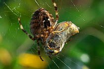Garden spider (Araneus diadematus) with Common wasp (Vespula vulgaris) prey wrapped up on web, Somerset, UK, September