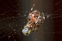Garden spider (Araneus diadematus) with Common wasp (Vespula vulgaris) prey wrapped up on web, Somerset, UK, September