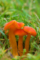 Honey waxcap fungi (Hygrocybe reidii) Brownsea Island, Dorset, UK, October