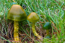 Parrot waxcap fungi (Hygrocybe psittacina) at various growth stages, Brownsea Island, Dorset, UK, October
