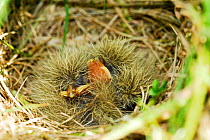 Skylark (Alauda arvensis) chicks in nest, Norfolk, UK, June