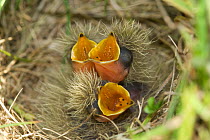 Skylark (Alauda arvensis) chicks in nest, mouths open begging, Norfolk, UK, June