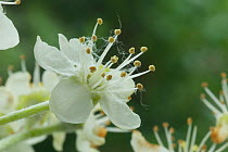 Common whitebeam (Sorbus aria) flower, Somerset, UK, May