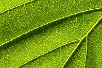 Common whitebeam (Sorbus aria) close up of underside of leaf, Somerset, UK, May