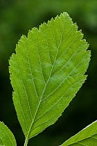 Wilmott's Whitebeam (Sorbus wilmottiana) leaf,  Avon Gorge, Bristol, UK, May