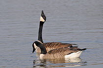 Canada Geese (Branta canadensis) on water. A male is courting a female by neck stretching and calling. Wiltshire, UK, March.