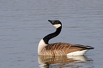 Canada Goose (Branta canadensis) male courtship display, curving neck before stretching head up while swimming on lake. Wiltshire, UK, March.