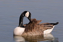Canada Goose (Branta canadensis) preening its wing feathers while swimming on a lake. Wiltshire, UK, March.
