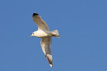 Common Gull (Larus canus) in winter plumage flying against blue sky. Wiltshire, UK, March.