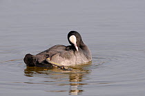 Coot (Fulica atra) preening as it swims on lake. Wiltshire, UK, March.