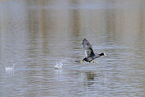 Coot (Fulica atra) running over lake surface and flapping wings to take off. Wiltshire, UK, March.