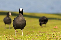 Portrait of a Coot (Fulica atra) as two others graze in the background. Corsham Court, Wiltshire, UK, March.
