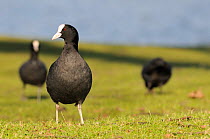 Portrait of a Coot (Fulica atra) as two others graze in the background. Corsham Court, Wiltshire, UK, March.