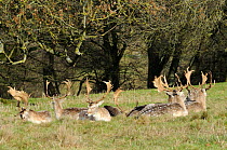 Fallow Deer (Dama dama) stags resting in grassland. Dyrham Park, Wiltshire, UK, February.
