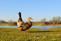 Mallard (Anas platyrhynchos) drake and duck on a grassy lakeside. Corsham Court, Wiltshire, UK, March.