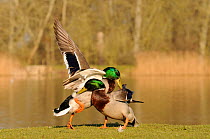 Two Mallard (Anas platyrhynchos) drakes fighting and pecking each other on grassy margin of ornamental lake. Corsham Court, Wiltshire, UK, March.
