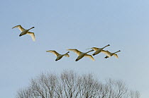 Five adult Mute Swans (Cygnus olor) in flight past leafless trees against blue sky. Somerset Levels, UK, March.
