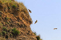 Sand Martins (Riparia riparia), newly arrived in spring, flitting around and perched on sandy sea cliff where they will excavate nest burrows. Cornwall, UK, April.