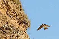 Sand Martin (Riparia riparia), newly arrived in spring, flitting around sandy sea cliff looking for a potential nest site near others starting to dig burrows. Cornwall, UK, April.