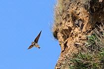 Sand Martin (Riparia riparia), newly arrived in spring, flitting around sandy sea cliff looking for a potential nest site near a perched pair. Cornwall, UK, April.