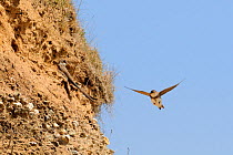 Sand martin (Riparia riparia), newly arrived in spring, flitting around sandy sea cliff looking for a potential nest site near a perched pair. Cornwall, UK, April.