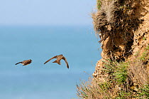 Sand Martin (Riparia riparia) pair, newly arrived in spring, flitting around sandy sea cliffs looking for a potential nest site near another perched pair. Cornwall, UK, April.