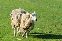 Self-shearing Domestic Sheep (Ovis aries) ewe of polled Wiltshire horn (Wiltipoll) breed, losing its winter fleece in spring. Wiltshire, UK, March.