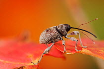 RF- Acorn Weevil (Curculio glandium) perched on Bigtooth Maple (Acer grandidentatum) leaf. Lost Maples State Park, Texas, USA. November. (This image may be licensed either as rights managed or royalty...