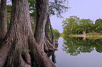 Bald Cypress (Taxodium distichum) on the banks of the Blanco River. Wimberley, Hays County, Central Texas, USA, June.
